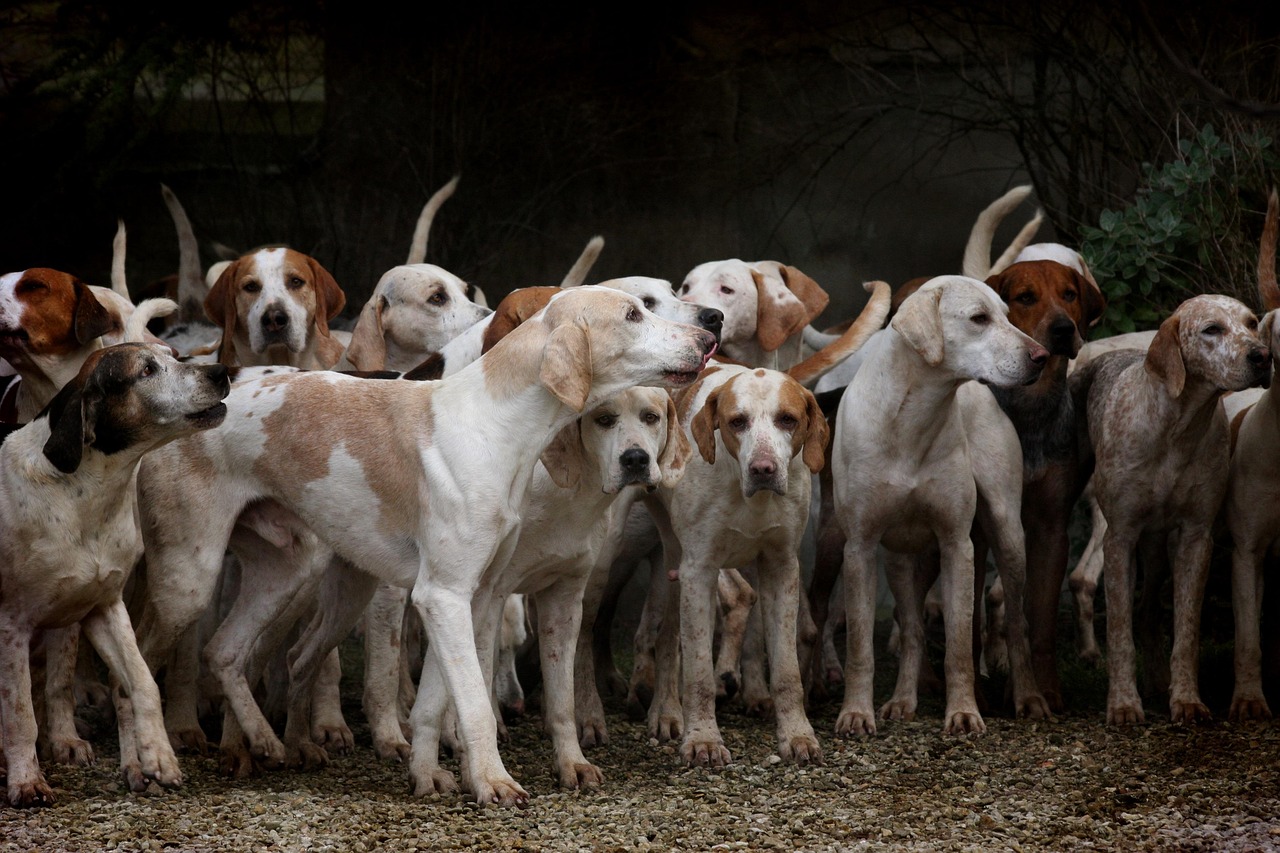 socialisering - et misforstået koncept hund