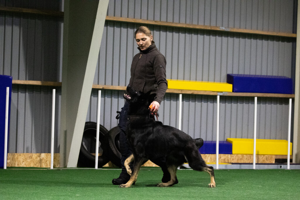 online kurser hundetræning schæfer lydighedstræning hundefører politi