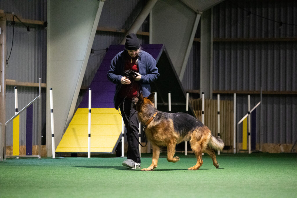 hundetraening hundetræning århus brugshundetræning