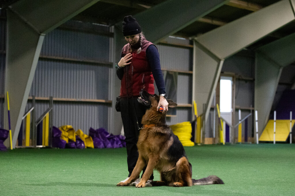 online kurser hundetræning schæfer lydighedstræning hund øvelser