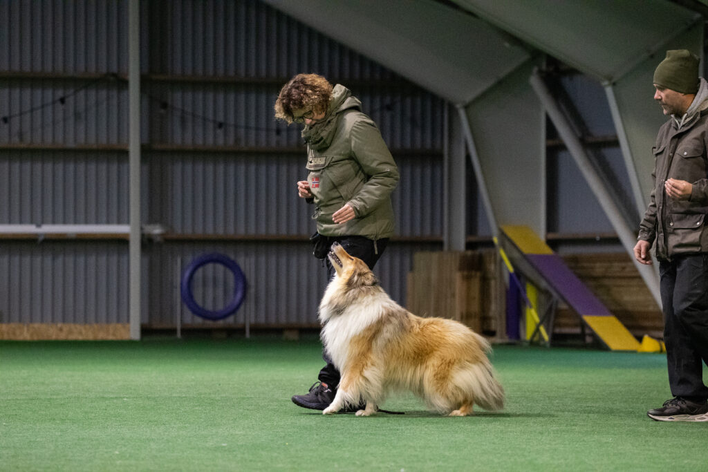 EES online kurser hundetræning lydighedstræning hund øvelser