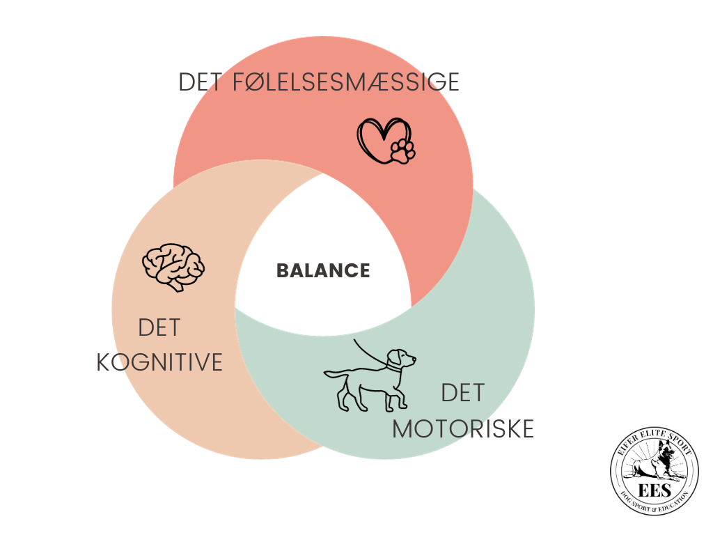 drift-eller-foelelser-i-hundetraeningen hundetræning følelsesmæssig udvikling