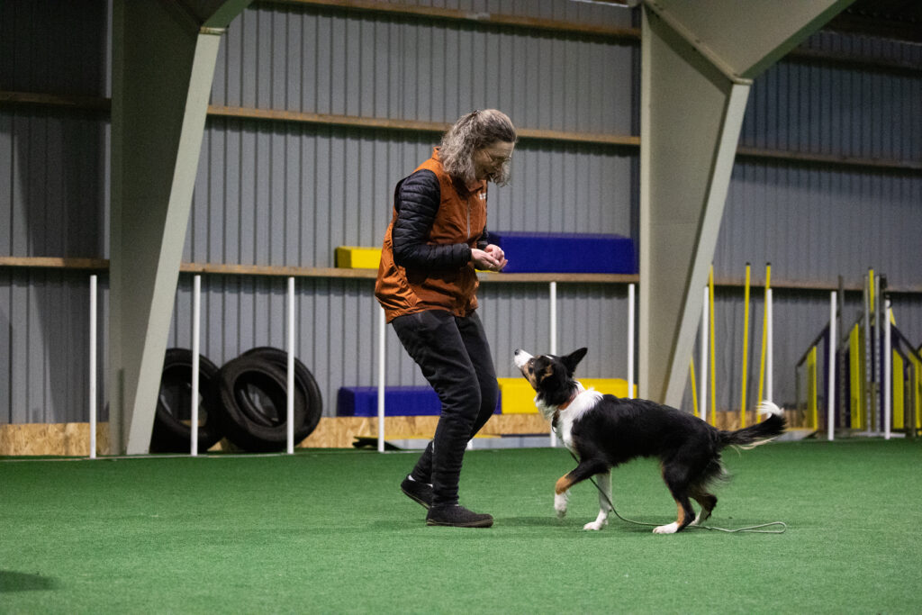 ees drive og motivation online kursus hundetræning
