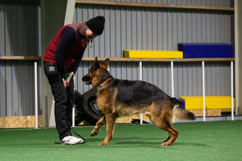 ees drive og motivation online kursus hundetræning