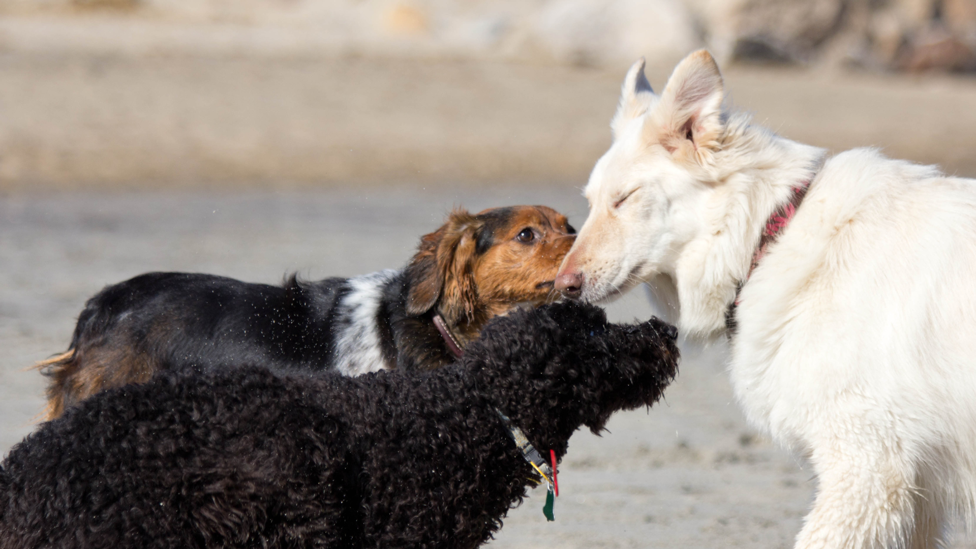 Socialisering af hunden - et misforstået koncept