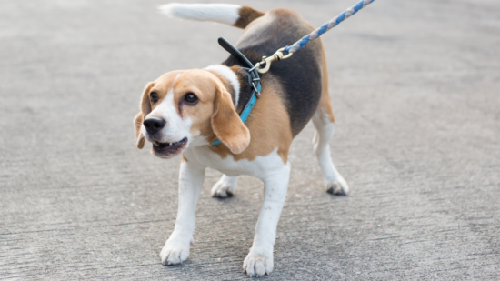 den reaktive hund