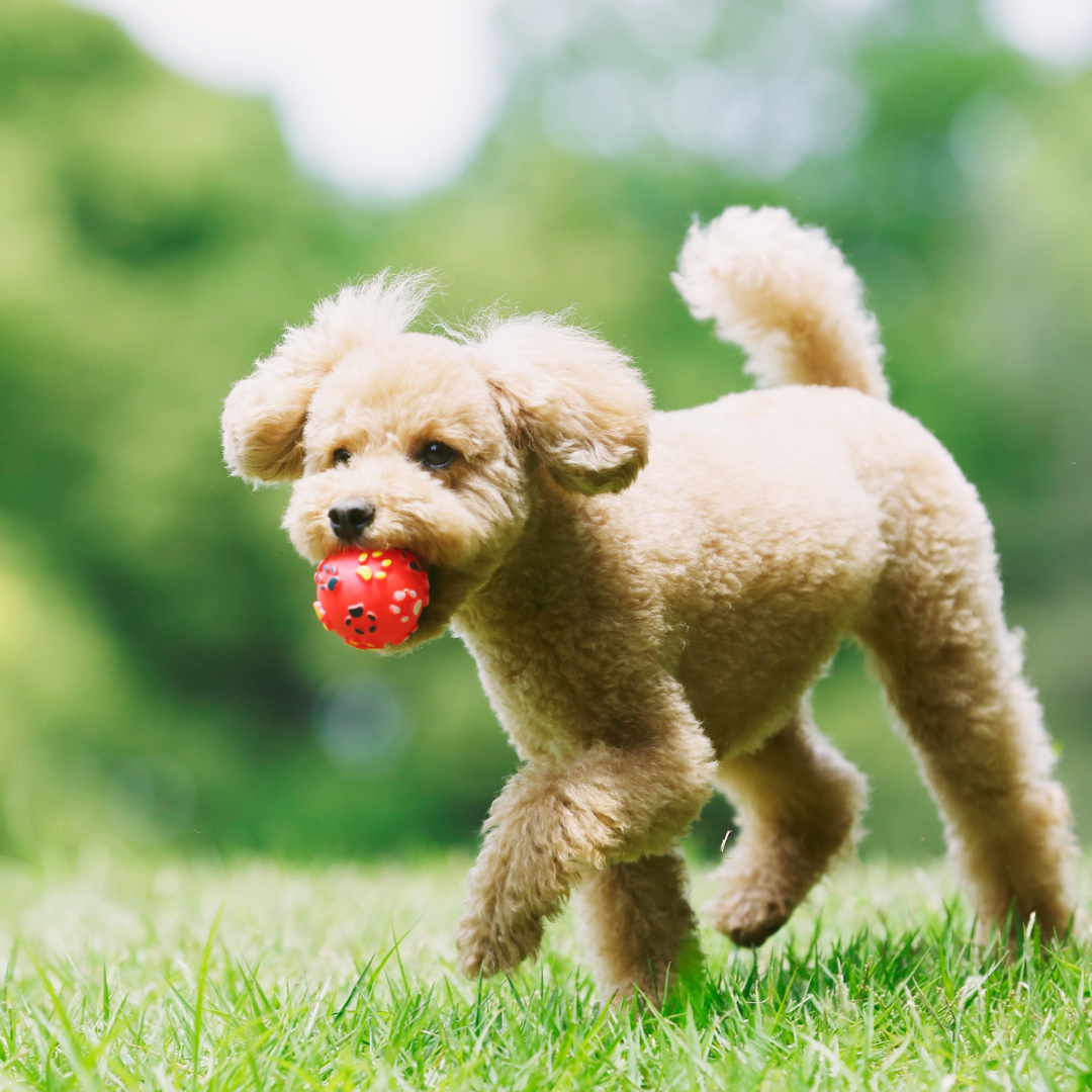 slipkonflikt hos hunden