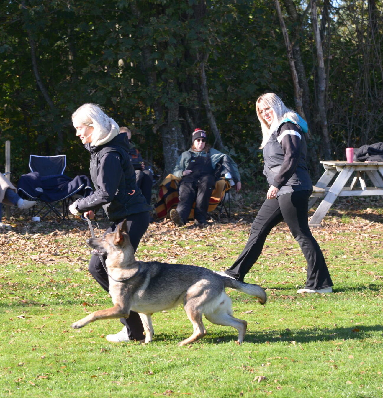 Eifer Elite sport hundetræning