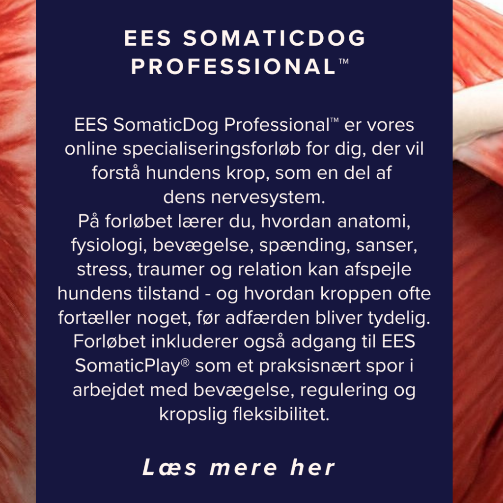 kursus hundetræning
